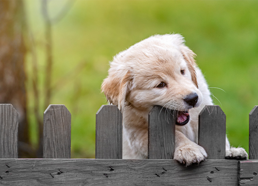 Fenced Backyard-image